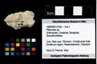 Foto (Objekt + Etikett) von Pithonoton sp.  (NHMW-GEO-1990-0041-3148)